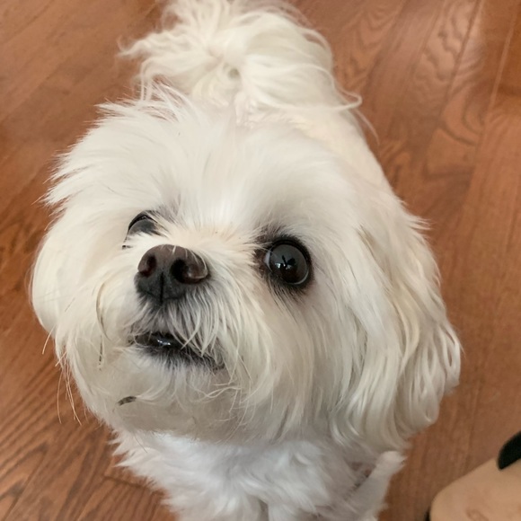 Hi💕 I’m Kristin, 💜 Posh Ambassador 🛍 Cheers 🥂 - Picture 2 of 3